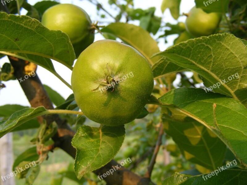 Apples Branch Green Leaves Fruit