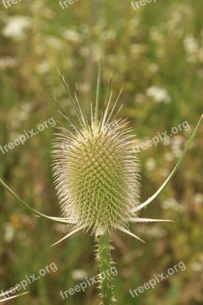 Dipsacus Flower-head Flowers Sylvestris Teasel