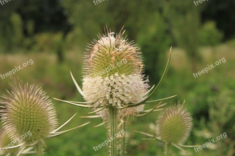 Dipsacus Flower-head Flowers Sylvestris Teasel