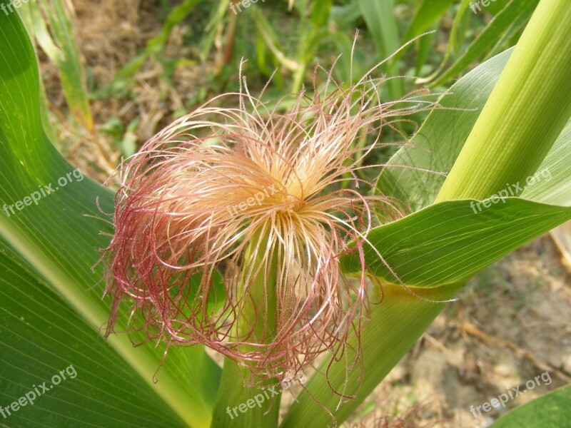 Agriculture Cob Corn Fuchsia Green