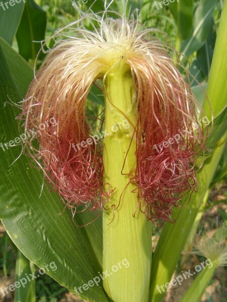 Agriculture Cob Corn Fuchsia Green