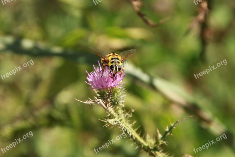 Bee Black Flowers Striped Thistle