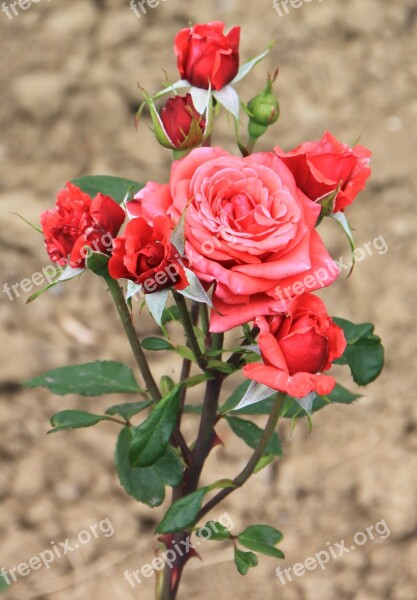 Blooms Flowers Pink Red Roses