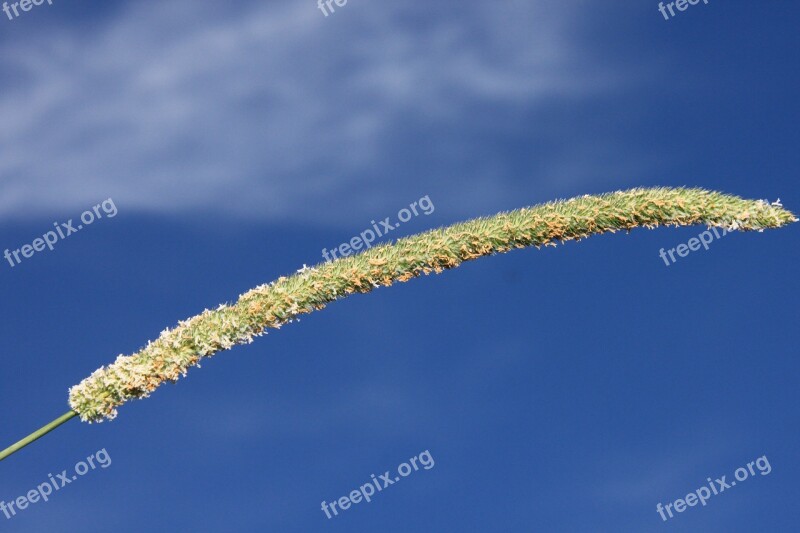 Blue Ears Grass Green Seeds