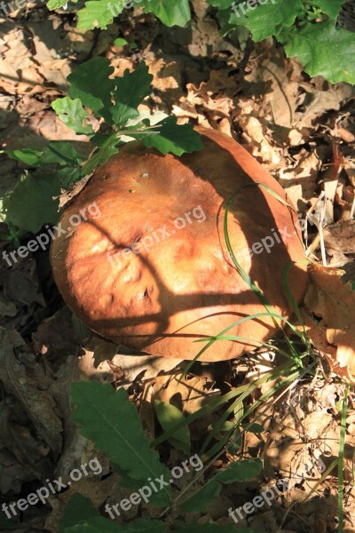 Basidiomycete Boletus Edulis Fungus Penny