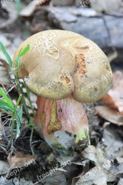 Basidiomycete Boletus Edulis Fungus Penny