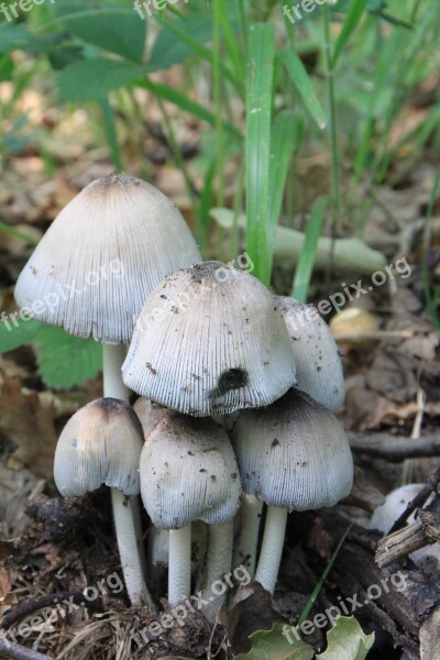 Cap Coprinus Fungus Mica Micaceus