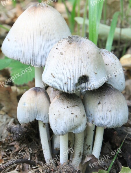 Cap Coprinus Fungus Mica Micaceus