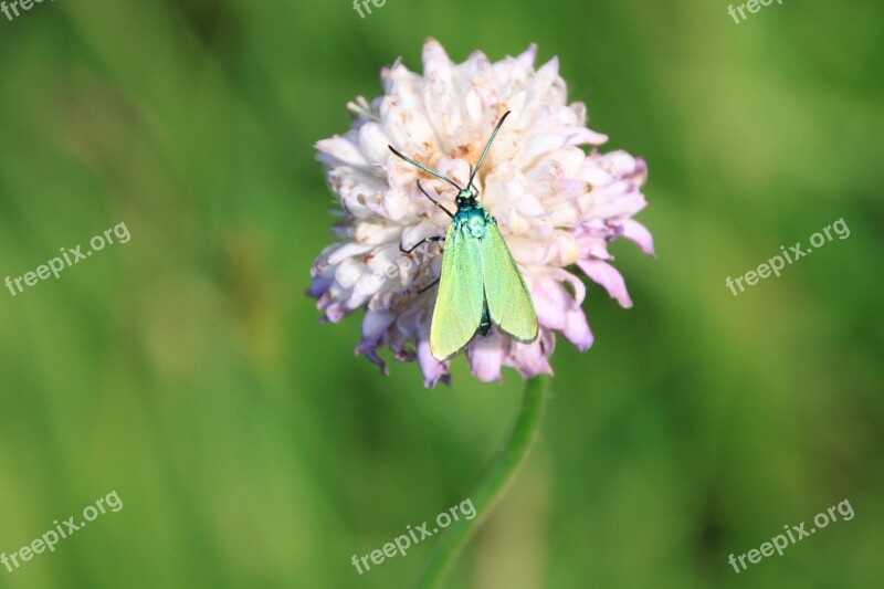 Butterfly Green Metallic Reflection Wings