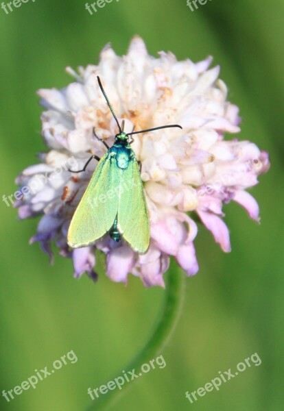 Butterfly Green Metallic Reflection Wings