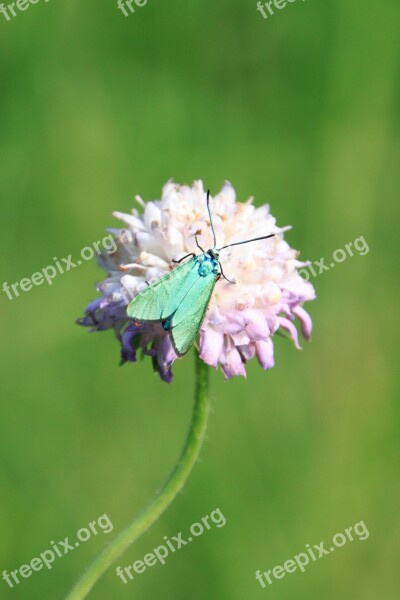 Butterfly Green Metallic Reflection Wings