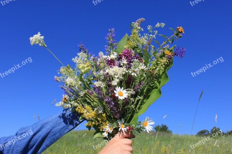 Blue Bouquet Sky Wildflowers Nature