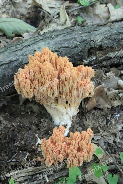 Coral Flava Fungi Gomphacea Ramaria