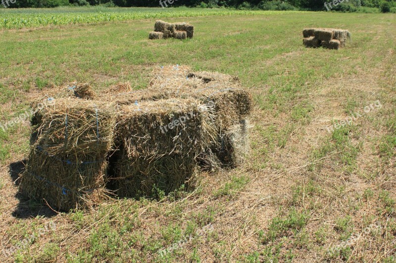 Agriculture Alfalfa Bales Square Stubble