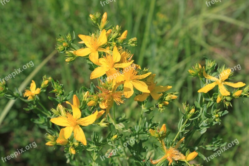 Flowers Herbal Hypericum Perforatum Wort