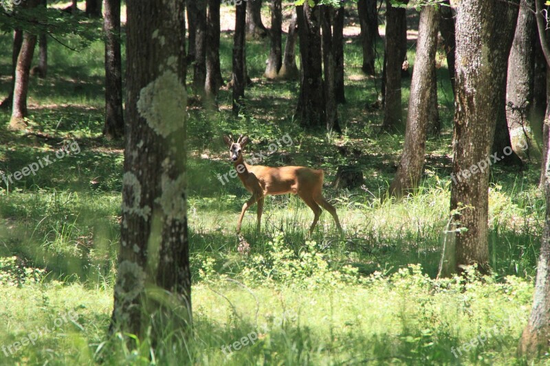 Deer Forest Trees Wild Young