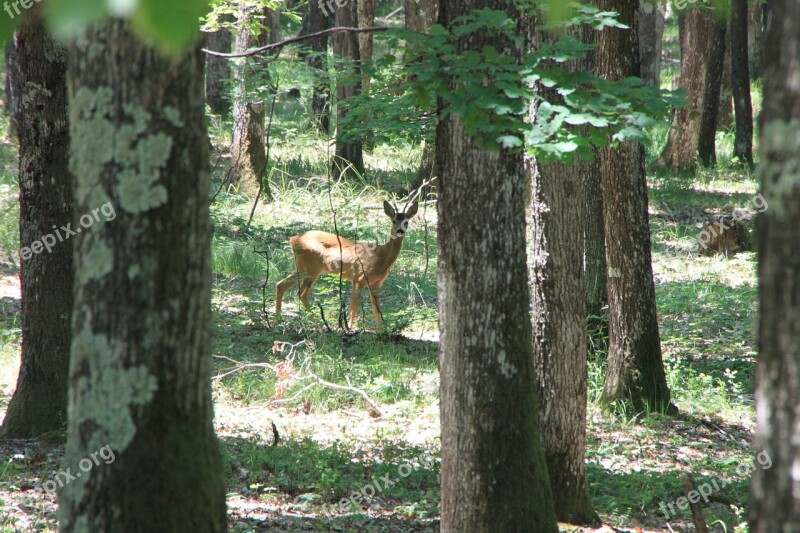 Deer Forest Trees Wild Young