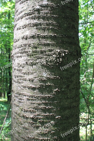 Bark Cherry Trees Wood Nature