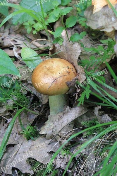 Brittlegill Foetens Inedible Poisonous Russula