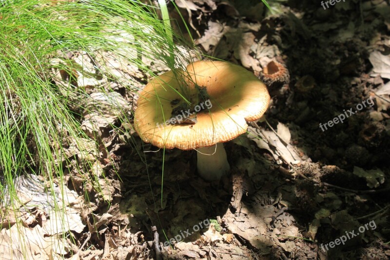 Brittlegill Foetens Inedible Poisonous Russula