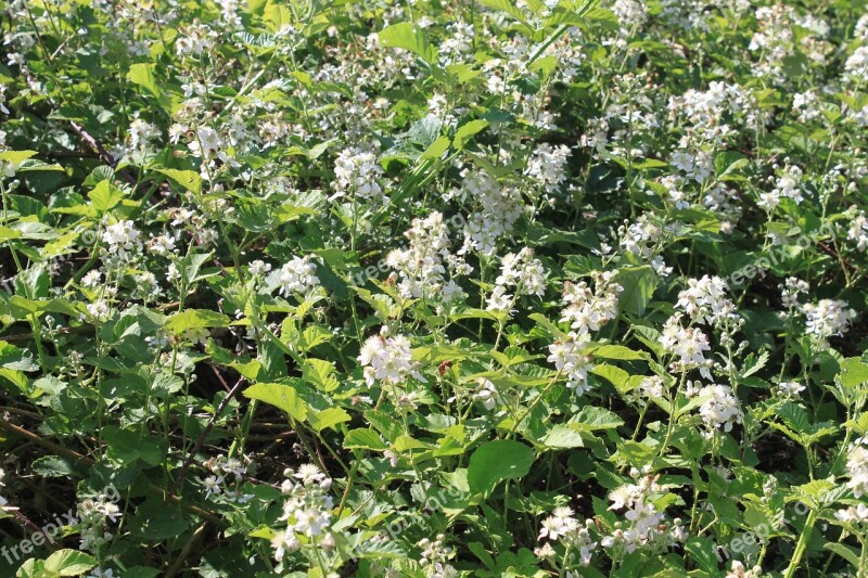 Berries Blackberry Flowers Rubus Wild