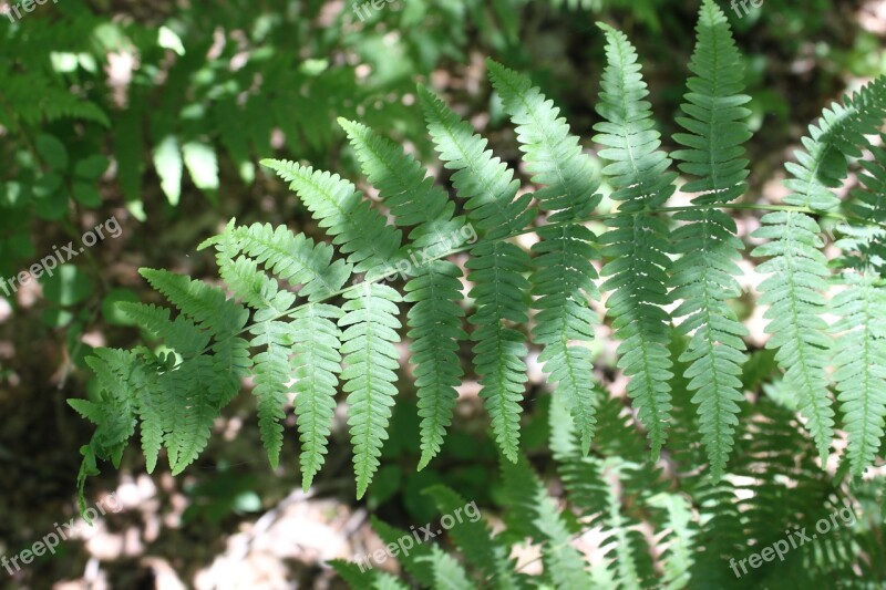 Fern Forest Green Leaf Nature