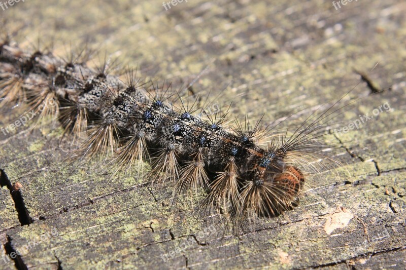 Caterpillar Eastern Green Larvae Tent