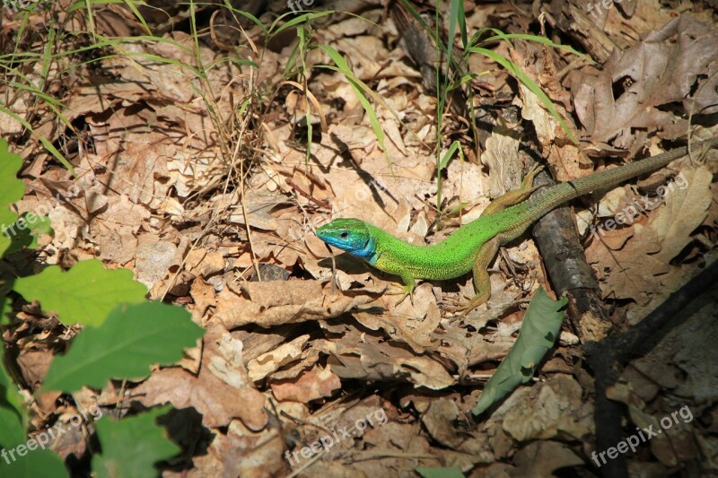 Blue Camouflage Forest Green Lacerta