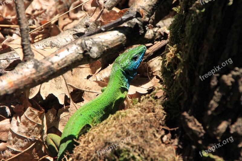 Blue Camouflage Forest Green Lacerta