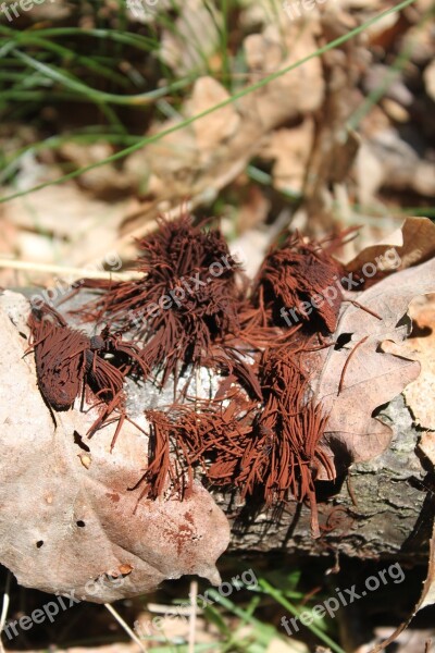 Brown Chocolate Fungi Fungus Hairs