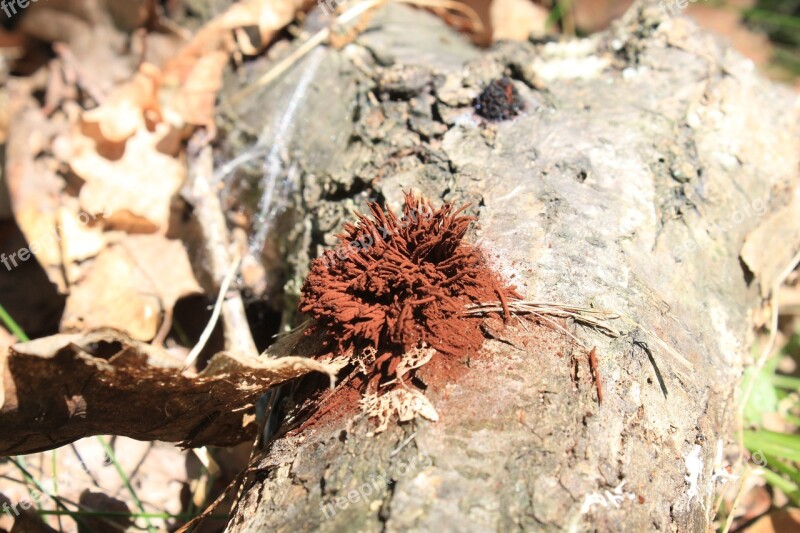 Brown Chocolate Fungi Fungus Hairs