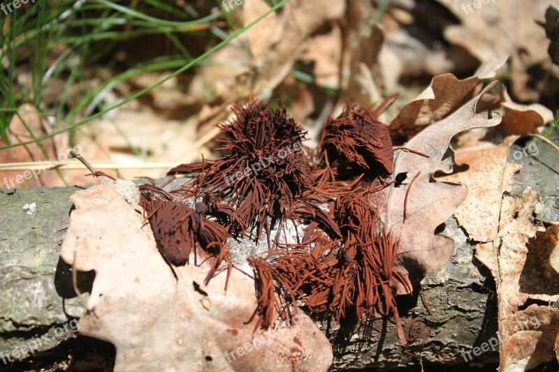 Brown Chocolate Fungi Fungus Hairs