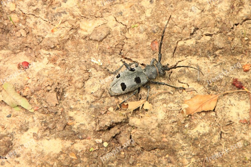 Beetle Black Bug Cerambycidae Funereus