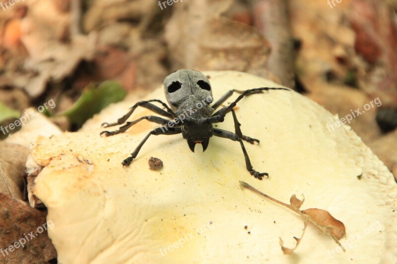 Beetle Black Bug Cerambycidae Funereus