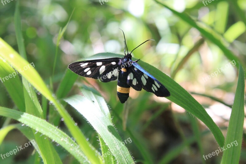 Amata Black Butterfly Moth Phegea