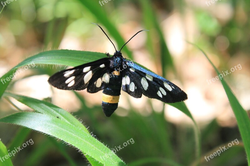 Amata Black Butterfly Moth Phegea