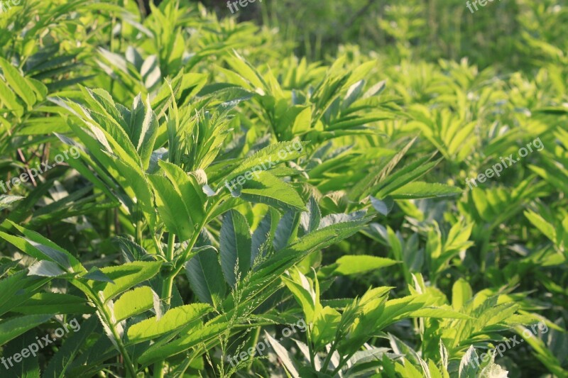 Danewort Ebulus Filed Green Sambucus