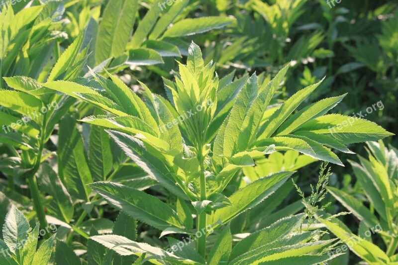 Danewort Ebulus Filed Green Sambucus