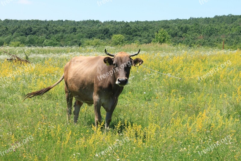 Cows Eating Female Flowers Grass