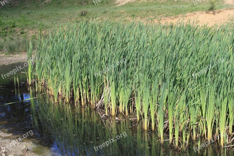 Bulrushes Green Invasive Lake Latifolia