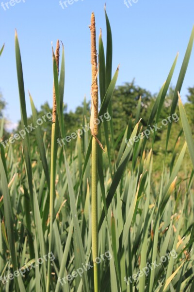 Bulrushes Green Invasive Lake Latifolia