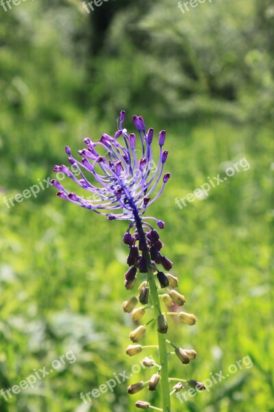 Blue Comosa Flowers Leopoldia Muscari