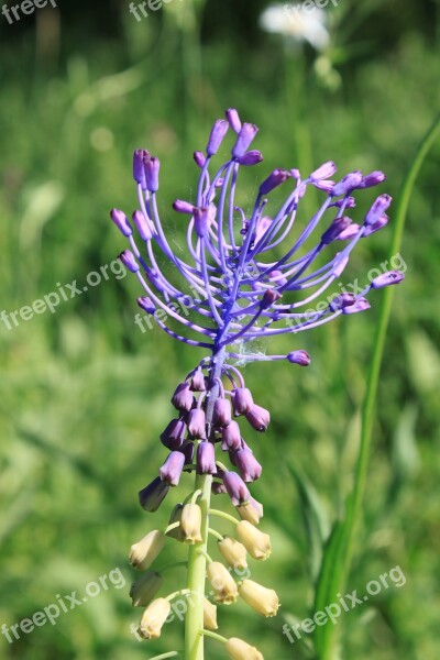 Blue Comosa Flowers Leopoldia Muscari