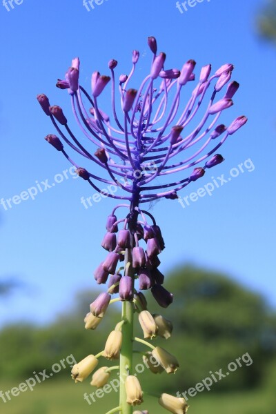 Blue Comosa Flowers Leopoldia Muscari