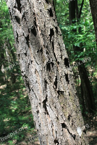 Acacia Bark Black Locust Logs