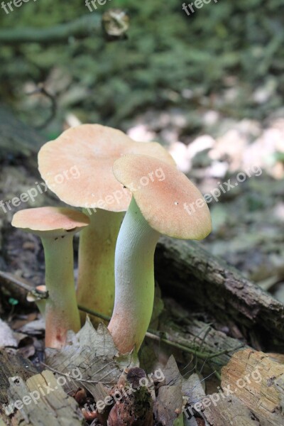 Edible Eryngii Forest Fungus Pleurotus