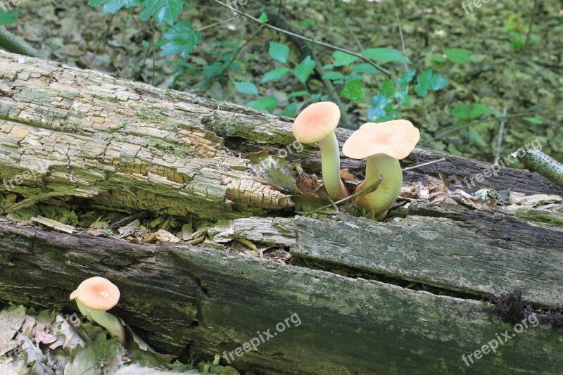 Edible Eryngii Forest Fungus Pleurotus