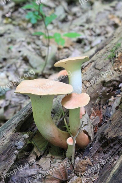 Edible Eryngii Forest Fungus Pleurotus