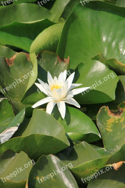 Water Lily Lotus Lake Lily Water