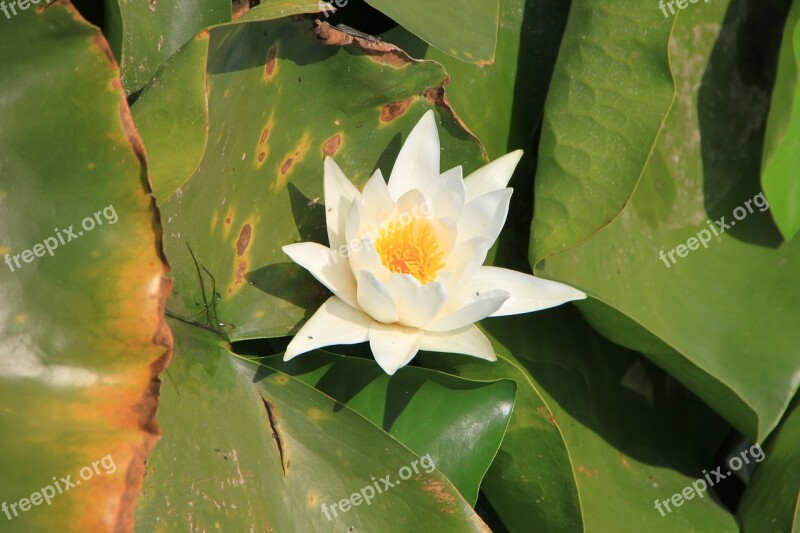 Water Lily Lotus Lake Lily Water